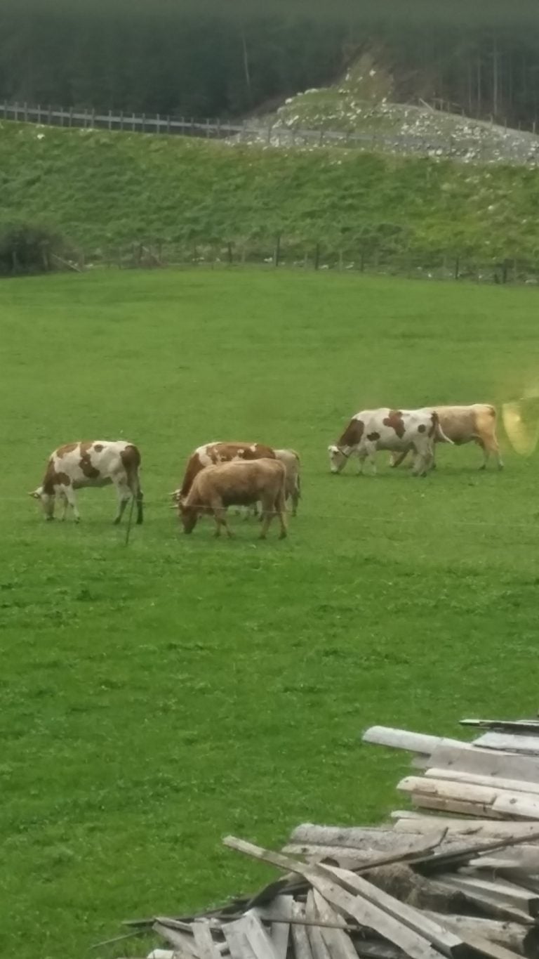 פרות בחווה חקלאית בפלכאו